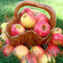 Тридцать последних яблок