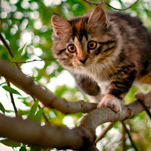 Метод кошачьего спуска с дерева